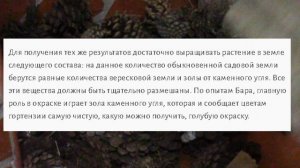 ЗОЛА ИХ ШИШЕК УТИЛИЗИРОВАННЫХ ИЗ САДА , ПРИГОДИТСЯ!