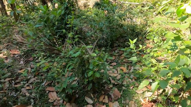 SRI LANKA | The Local Invited Me To His Farm 🇱🇰 смотреть онлайн