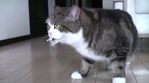 Один день из жизни кота