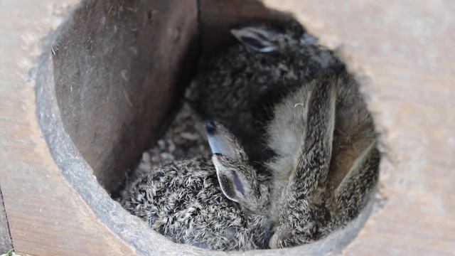 Старший заяц ухаживает за новичками смотреть онлайн