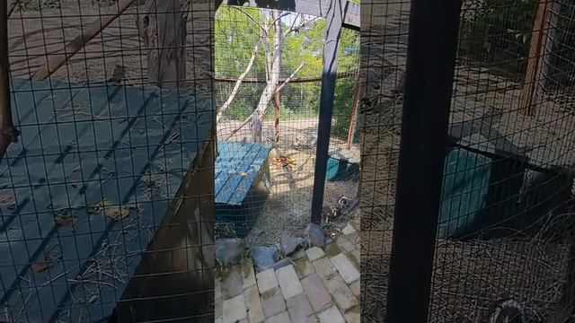 Тайган. Жорик попугай какаду как белое облачко.2 июня 2023. смотреть онлайн