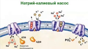 Биология. Часть 4. Транспорт веществ. Эндоцитоз. Экзоцитоз