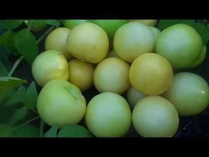 Выращивание и Оптимальные Сроки Уборки Овощного Физалиса.  .