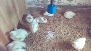 цыплята для обогрева цыплят обогреватель для цыплят своими руками