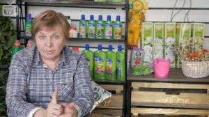 Анемоны в саду ? Посадка и уход за цветами ? Сад огород с Хитсад