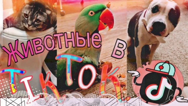 смешные животные