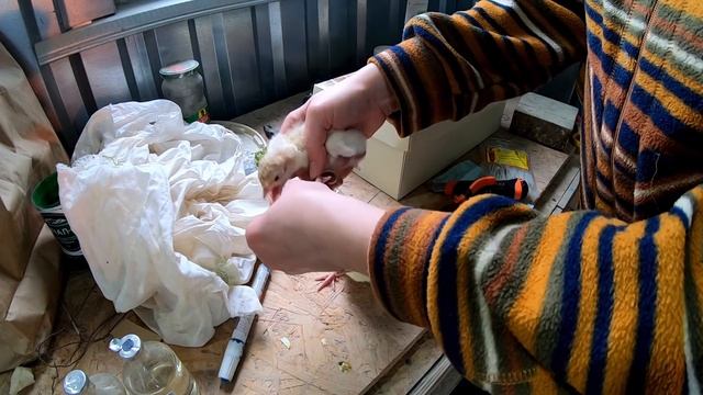 ?РАЗЪЕХАЛИСЬ ЛАПЫ У ИНДЮШОНКА Хайбрид конвертер? Treatment of turkey paws. Hybrid Converter