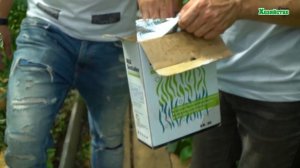 Желтеют листья у огурцов?! Еще не поздно все исправить! Огурцы будут сладки, плотные и красивые.