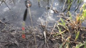 Рыбалка Ловля карася на пружины и поплавок на течении. My fishing