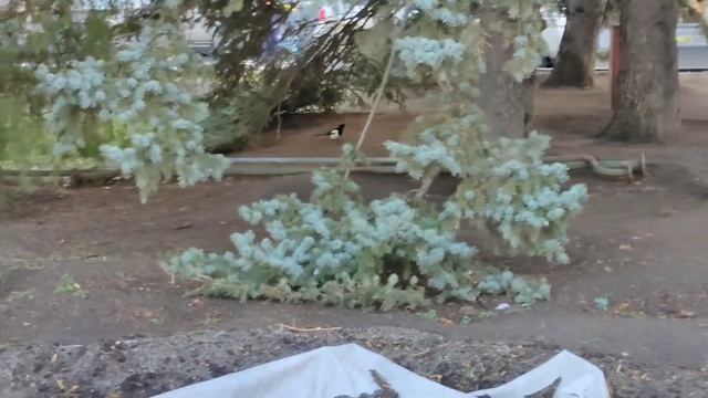 Собаки бродячие, но не злые. # Доска почёта. смотреть онлайн