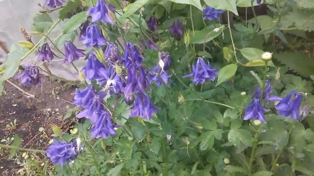 Цветение начала лета. Ирисы и пионы в своей красе. И ромашки, куда же без них. смотреть онлайн