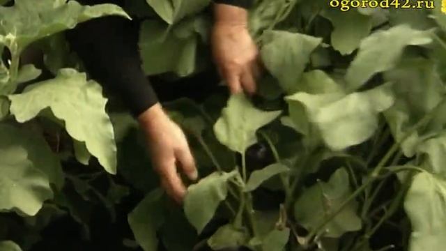 Красавцы-баклажаны смотреть онлайн