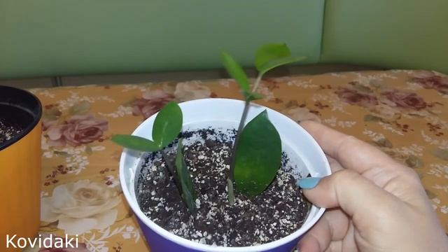 Замиокулькас. Спустя пол года после посадки листочков. смотреть онлайн