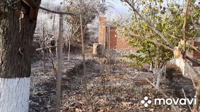 Как правильно подготовить виноград к зиме? смотреть онлайн