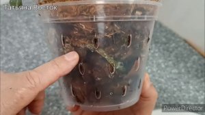 Пересадка подростков орхидей из мха в 1.7 и 2.5!