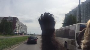 Медведь на мотоцикле в Северодвинске