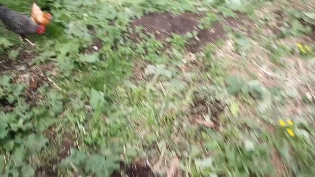 Куры. Первые яйца