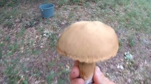 Сбор БЕЛЫХ ГРИБОВ в ИЮНЕ 2020.