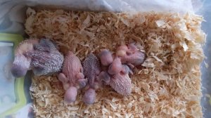 Птенцы волнистого попугая