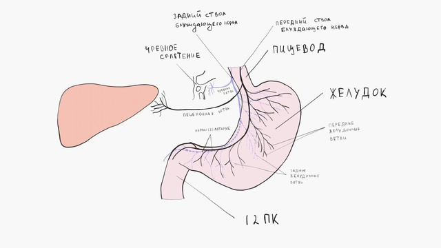Ваготомия. смотреть онлайн