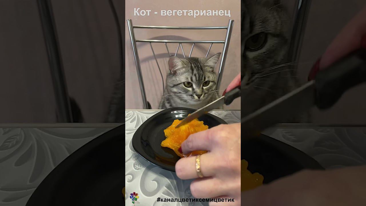 Кот - вегетарианец ест хурму #shorts смотреть онлайн
