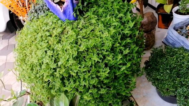 25 variety hanging plants and details. Hanging plants caring.