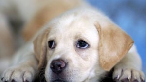 ПРАКТИКА ПОИСКА ВИНОВАТОГО