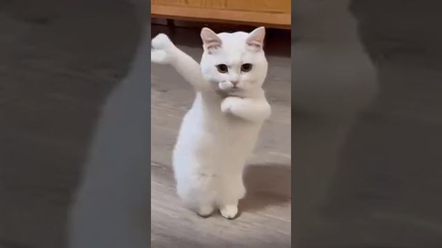 1000008639.mp4 смотреть онлайн