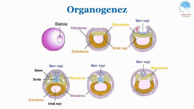 Ontogenez: Embrional va Postembrional rivojlanish | Онтогенез: Эмбрионал ва Постэмбрионал ривожлани смотреть онлайн