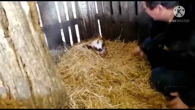 Отёл коровы/первые действия после отёла/кормление смотреть онлайн