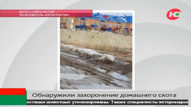 В Югорске обнаружили «Кладбище домашних животных»