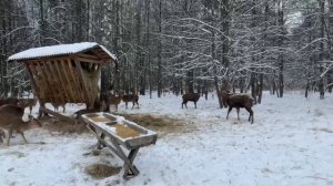 Обитатели Лосинного острова собрались на завтрак.