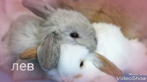 Какое ты животное по знаку задиака