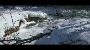 охота с пневматикой / сделать выводы / 1