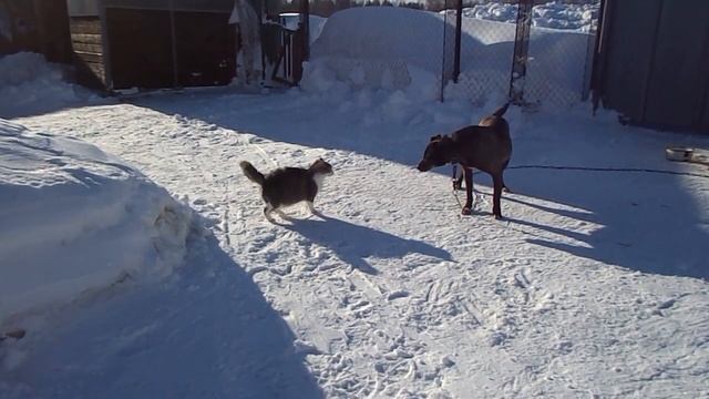 Соня воспитывает Бачу.
