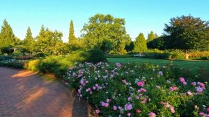 [4K] 🇺🇲🌹 Walk in Chicago Botanic Garden, USA. Summer. Part 2. Lilies and Rose Garden. Relaxation