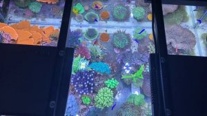 GERMAN REEF TANKS - "Designer Shallow Coral Reef" - 800 liter / 215 gallon aquarium