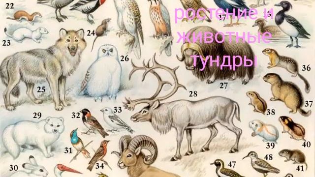 ростение и животные тундры смотреть онлайн