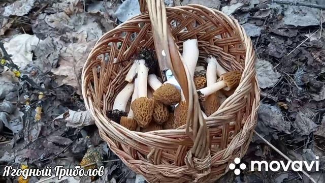 ❗В ДЕНЬ КОСМОНАВТИКИ С ГРИБАМИ? #грибы #тихаяохота #сборгрибов #mushrooms #funny #pilze
