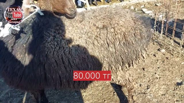 Қой, қошқар, қозы, ешкінің бағасы