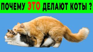 КОТ с КОТОМ ⁄ The CAT with the CAT