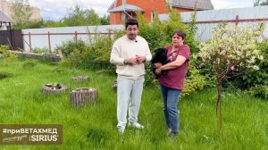 Секреты породы. Мопс // #приВЕТАХМЕД