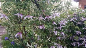 Княжики в Подмосковье.