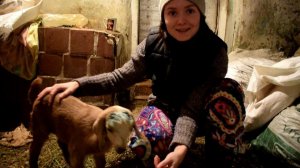 Козлик Англо-нубийской породы 14 дней