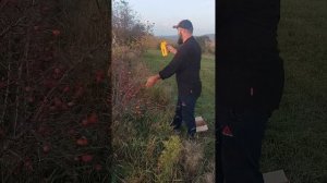 Лучший способ сбора шиповника
