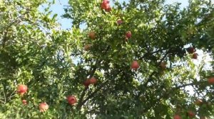 Гигантская турецкая шелковица в палец. Что растет в турецких садах и возле дома