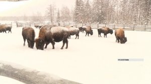БИЗОНЫ ЯКУТИИ ( bizony kandaskiye)