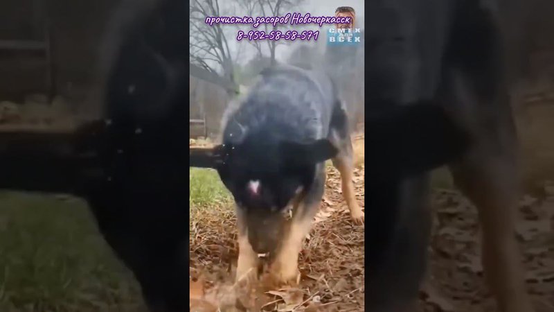 Чистому все чисто
