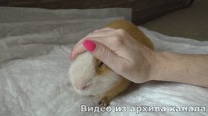 Последнее видео морской свинки Нафани / Алиса Изи Петс / Alisa Easy Pets