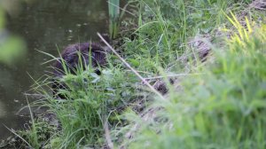 Дачники одного из ярославских СНТ борются с бобром